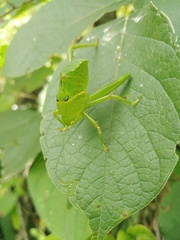Stilpnochlora