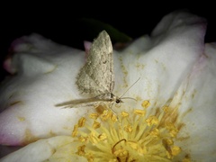 Eupithecia subfumosa