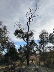 Eucalyptus viminalis viminalis
