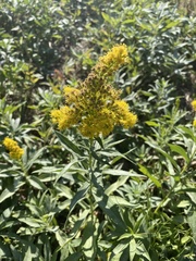 Solidago elongata