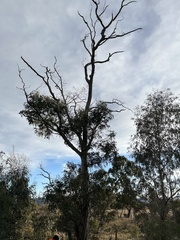 Eucalyptus viminalis viminalis