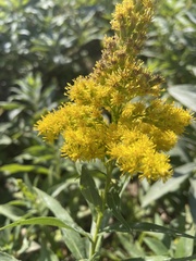 Solidago elongata