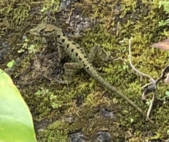 Anolis sabanus
