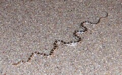 Pantherophis emoryi