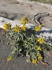 Solidago elongata