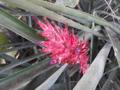 Aechmea distichantha