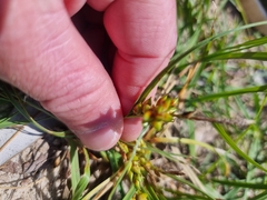 Carex pumila