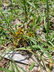 Carex pumila