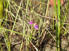 Utricularia caerulea