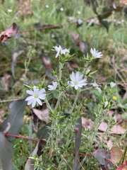 Stellaria pungens