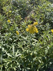 Solidago elongata
