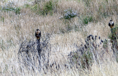 Falco femoralis