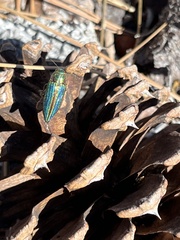 Buprestis aurulenta