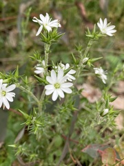 Stellaria pungens