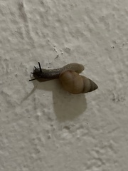 Bulimulus guadalupensis