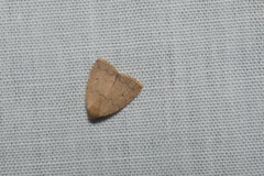 Anachrostis