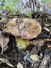 Butyriboletus querciregius
