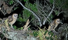 Tyto glaucops