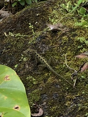 Anolis sabanus