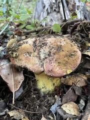 Butyriboletus querciregius