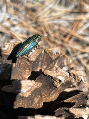 Buprestis aurulenta