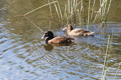 Aythya australis