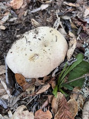Rubroboletus eastwoodiae