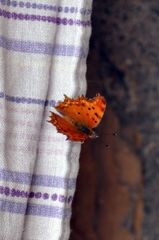 Polygonia egea