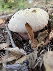 Rubroboletus eastwoodiae