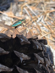 Buprestis aurulenta