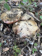 Rubroboletus eastwoodiae