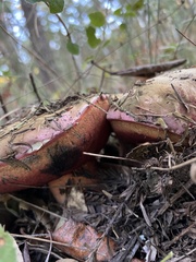 Rubroboletus eastwoodiae