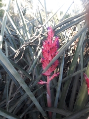 Aechmea distichantha
