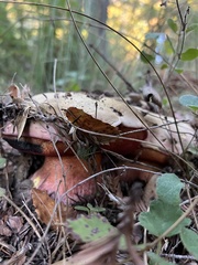 Rubroboletus eastwoodiae