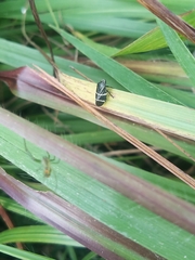 Aeneolamia albofasciata