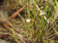 Utricularia uliginosa