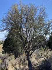 Cercocarpus ledifolius