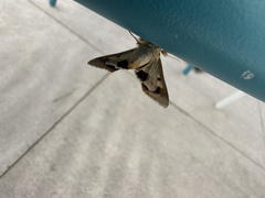 Helicoverpa armigera