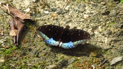 Lexias dirtea