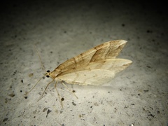 Nothoporinia mediolineata