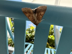 Helicoverpa armigera