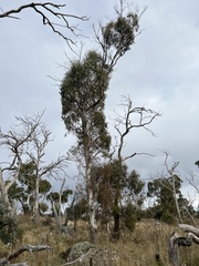 Eucalyptus viminalis