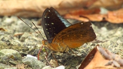 Lexias dirtea