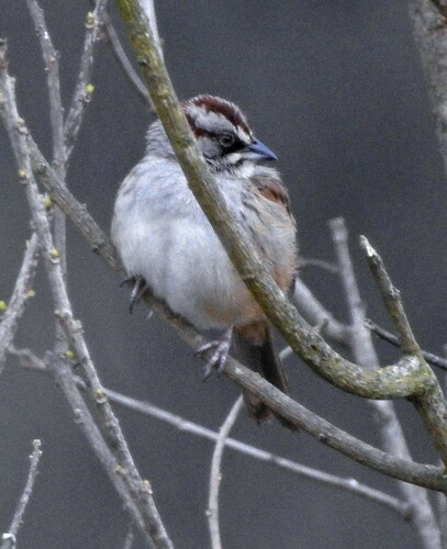Yungas Sparrow (Rhynchospiza dabbenei), photo 5