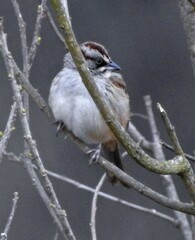 Rhynchospiza dabbenei