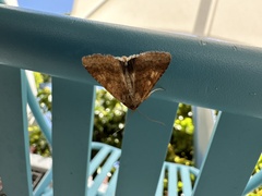 Helicoverpa armigera