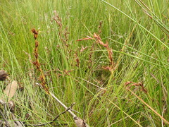 Schoenus brevifolius