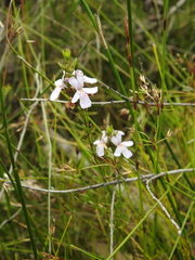 Westringia tenuicaulis