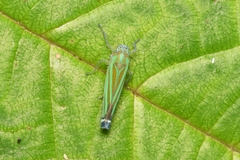 Cicadellinae