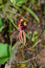 Caladenia